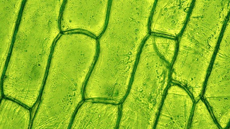 Diệp lục là sắc tố quan trọng trong lục lạp, vừa tạo màu xanh cho lá vừa tham gia trực tiếp vào quá trình quang hợp.