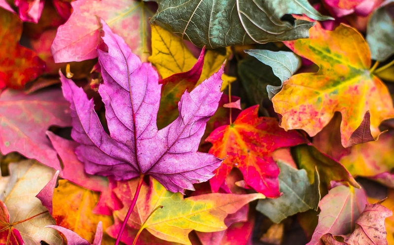 Màu lá thay đổi theo tuổi lá vì lượng diệp lục và các sắc tố vàng, cam, đỏ biến đổi theo thời gian.