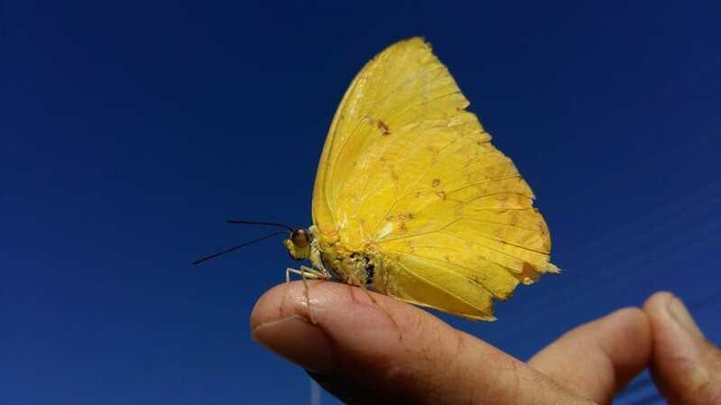 Bướm vàng đậu vào người đánh cặp 23 – 32 và 79 – 97