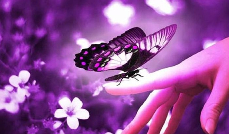 Bướm có thể đậu vào người do màu sắc quần áo, mùi hương, ánh sáng hoặc muối khoáng trên da. 